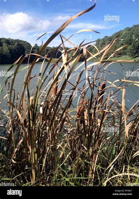 Fall Cattail Bulrush Cattails Hi Res Stock Photography And Images Alamy