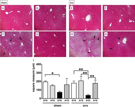 Hematoxylin And Eosin Tissue Staining At 3 After Doxy Injection