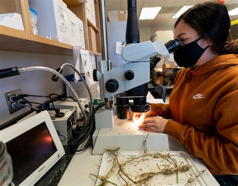 Plant Disease Diagnostic Laboratory College Station Texas A M