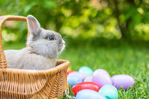 Lapin De Pâques Et Oeufs De Pâques Sur Lherbe Verte Du Printemps Lapin