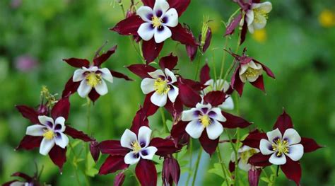 How To Plant Grow And Care For Columbine Flowers