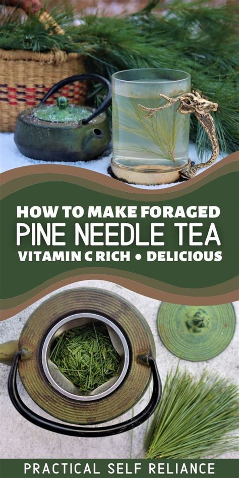 Pine Needle Tea Recipe Pine Needle Tea Herbs Herbal Tea Garden