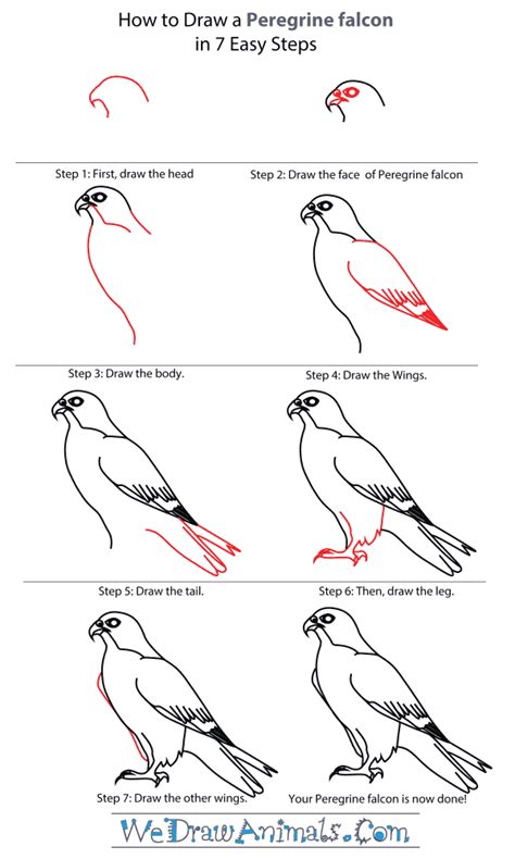 How To Draw A Peregrine Falcon