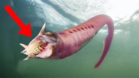 Strangest Animals On Earth