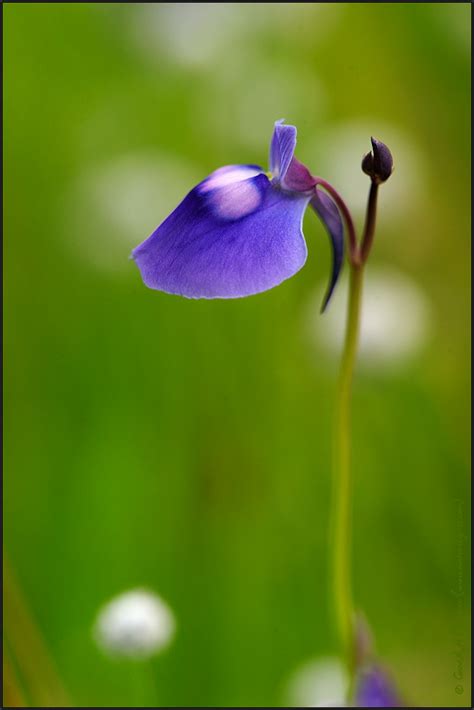 KAAS Plateau | Wild Flowers of Kaas | Nature Photography | Pictures of ...