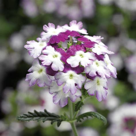 Verbena Verbena Seeds 10 Verbenas Annual Flower Seeds