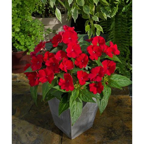 SunPatiens 2 5 In Compact Fire Red SunPatiens Impatiens Outdoor Annual