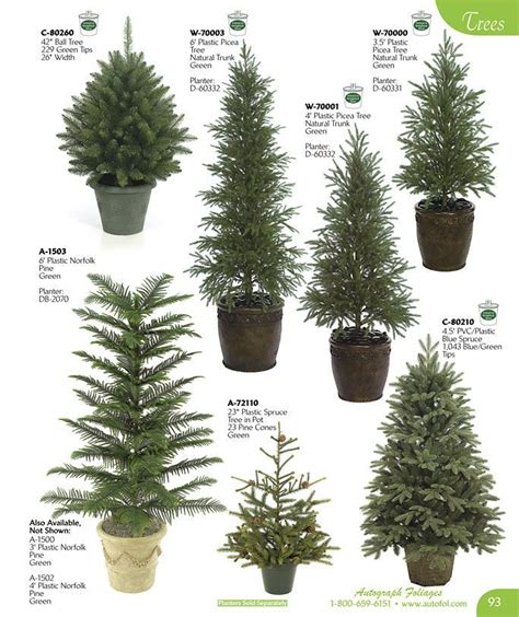 Dwarf Evergreen Trees For Zone Okejely Garden Plant