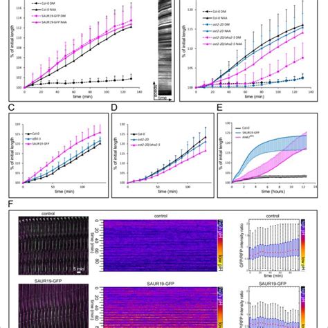 Activation Of PM H ATPases Triggers Auxin Independent Growth A