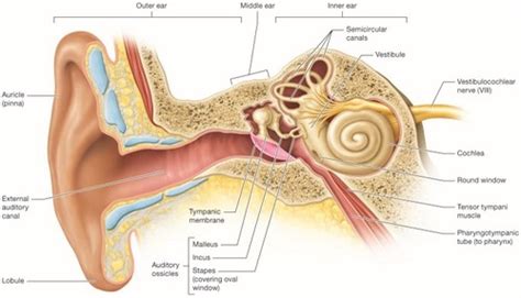 Hearing Equilibrium Flashcards Quizlet