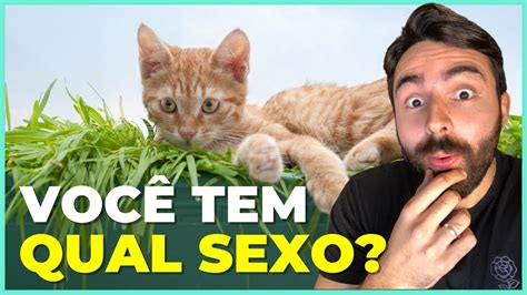 Gato Macho vs Fêmea As Diferenças YouTube