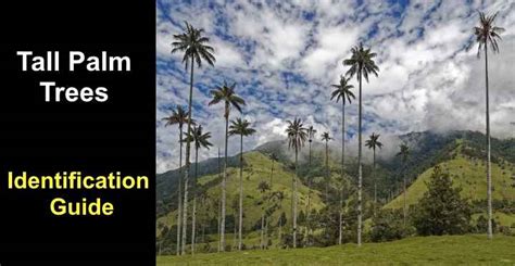 19 Tall Palm Trees With Pictures Identification Guide