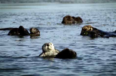 Sea Otter Cascade Environment Al Jazeera