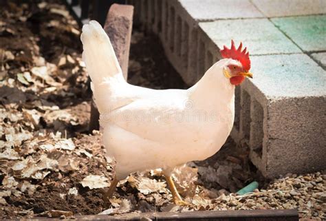 Leghorn Chicken Stock Photo Image Of Breeding Fowl 98938702