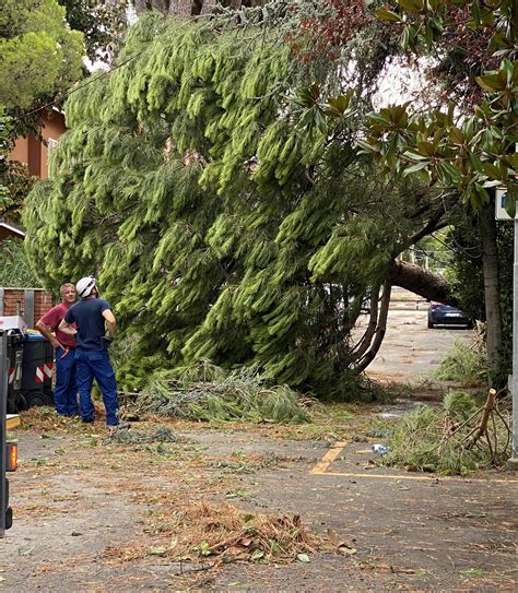 Paura Per La Bufera Di Vento Alberi Abbattuti Dalle Raffiche