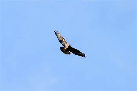 Did You Know We Have Buzzards In Ireland Rireland