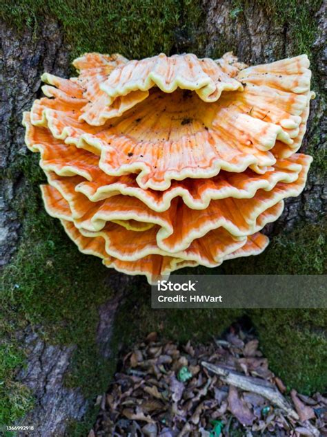 Chicken Of The Woods Or Sulphur Shelf Mushrooms Growing On The Tree