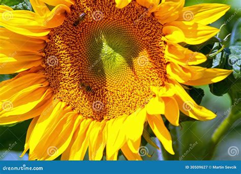 Bees Sitting On Yellow Sunflower Stock Image Image Of Gold Garden