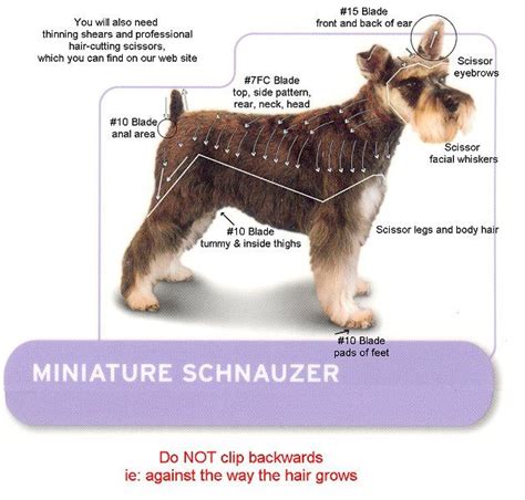 Schnauzer Cuts And Styles Artofit