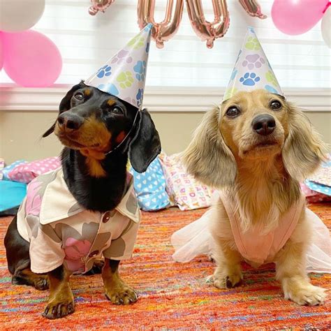 Crusoe The Dachshund On Instagram “happy First Birthday To My Sister Daphne We’re Going Live