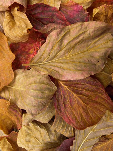 Pacific Dogwood Leaves, Yosemite Np by Eastcott Momatiuk