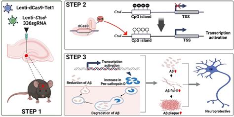 Targeted Demethylation Of Cathepsin D Via Epigenome Editing Rescues