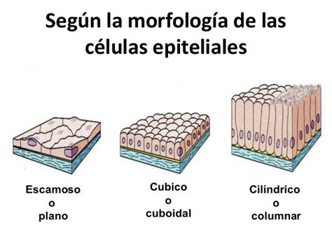 Epitelios Estructura Y Caracteristicas Histológicas I