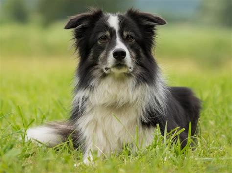 Border Collie Dog Breed Ukpets