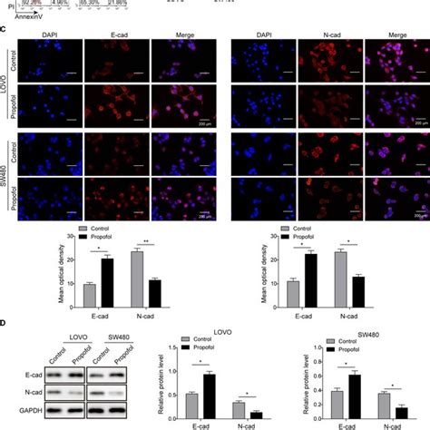 Propofol Induced The Apoptosis Of Colon Cancer Cell Lines And Inhibited