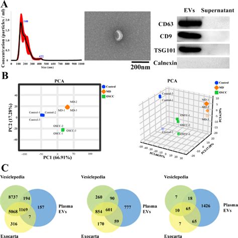 Proteomic Characterization Of Plasma Evs A Characterization Of Evs