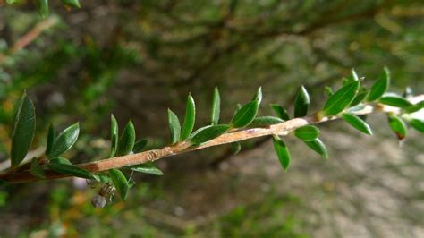 Pink Tea Tree Leaves Pink Tea Tree Leaves Leptospermum Sq Flickr