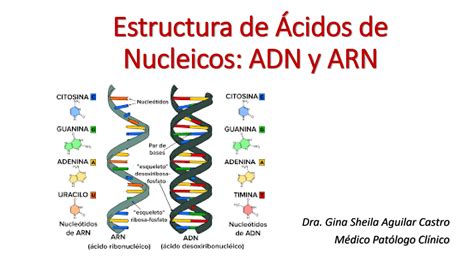 Solution Clase Estructura De Cidos De Nucleicos Studypool