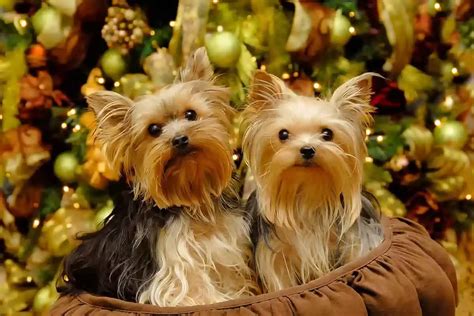 Yorkshire Terrier Wszystko co musisz wiedzieć o tej uroczej rasy psa