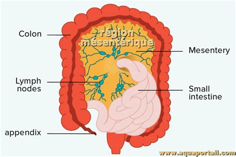 Mésentérique définition et explications
