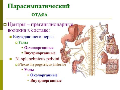 Вегетативная нервная система. Периферический отдел - презентация онлайн