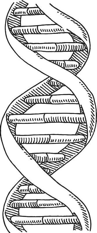 Dna Double Helix Coloring Worksheet Sketch Coloring Page