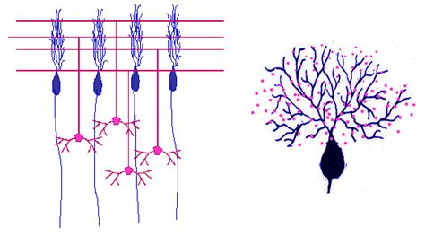 Cytoarchitecture Of The Cerebellum