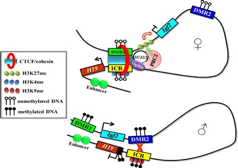 Model Of Regulation At The Imprinted H Igf Locus Showing The Role