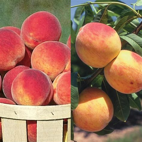 Cold Hardy Peach Tree Collection Stark Bros