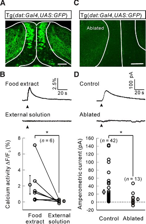 Figure 2 From Amperometric Monitoring Of Sensory Evoked Dopamine