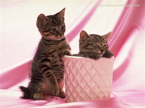 Cute Kitten Wallpaper Kittens Wallpaper 13938566 Fanpop