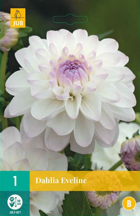 Dahlia Eveline 1st Bloembollen Jub Holland