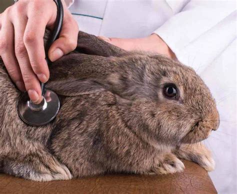 Enfermedades Respiratorias Del Conejo Causas S Ntomas Y Tratamiento