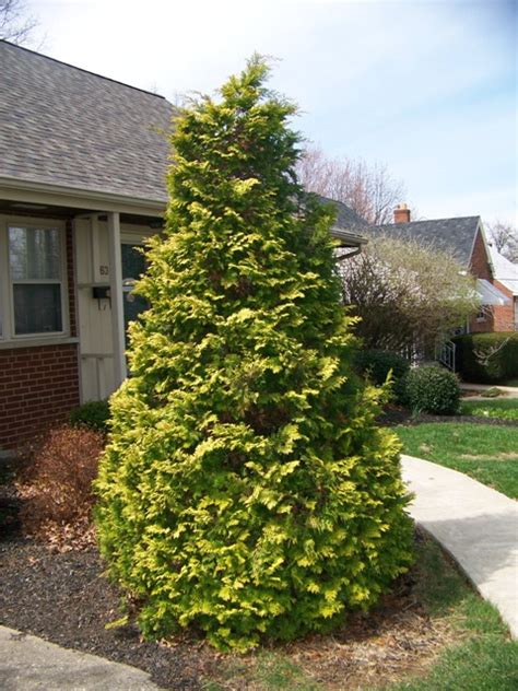 Chamaecyparis obtusa ‘Aurea’ | Kiefer Nursery: Trees, Shrubs, Perennials