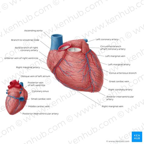 Coronary Arteries And Cardiac Veins Anatomy And Branches Kenhub