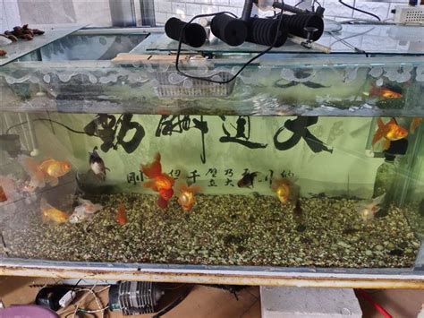 一位老魚友，講述自己飼養觀賞魚的，三點心得體會和一個小故事