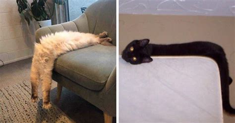 People Are Sharing Pics Of Their Long Cats That Seem To Stretch Til