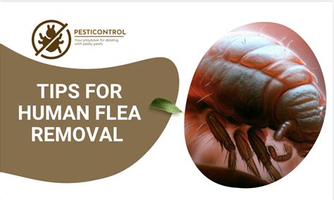 Bye Bye Fleas: Tips For Human Flea Removal