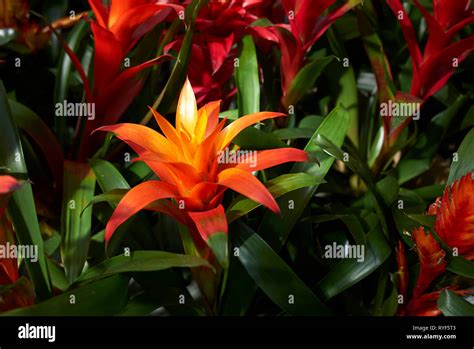 Colorful Bromeliads Plants Stock Photo Alamy