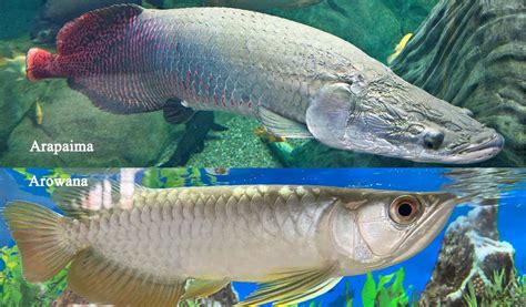 Fish Profiles Arapaima Streamlined Freshwater Fish